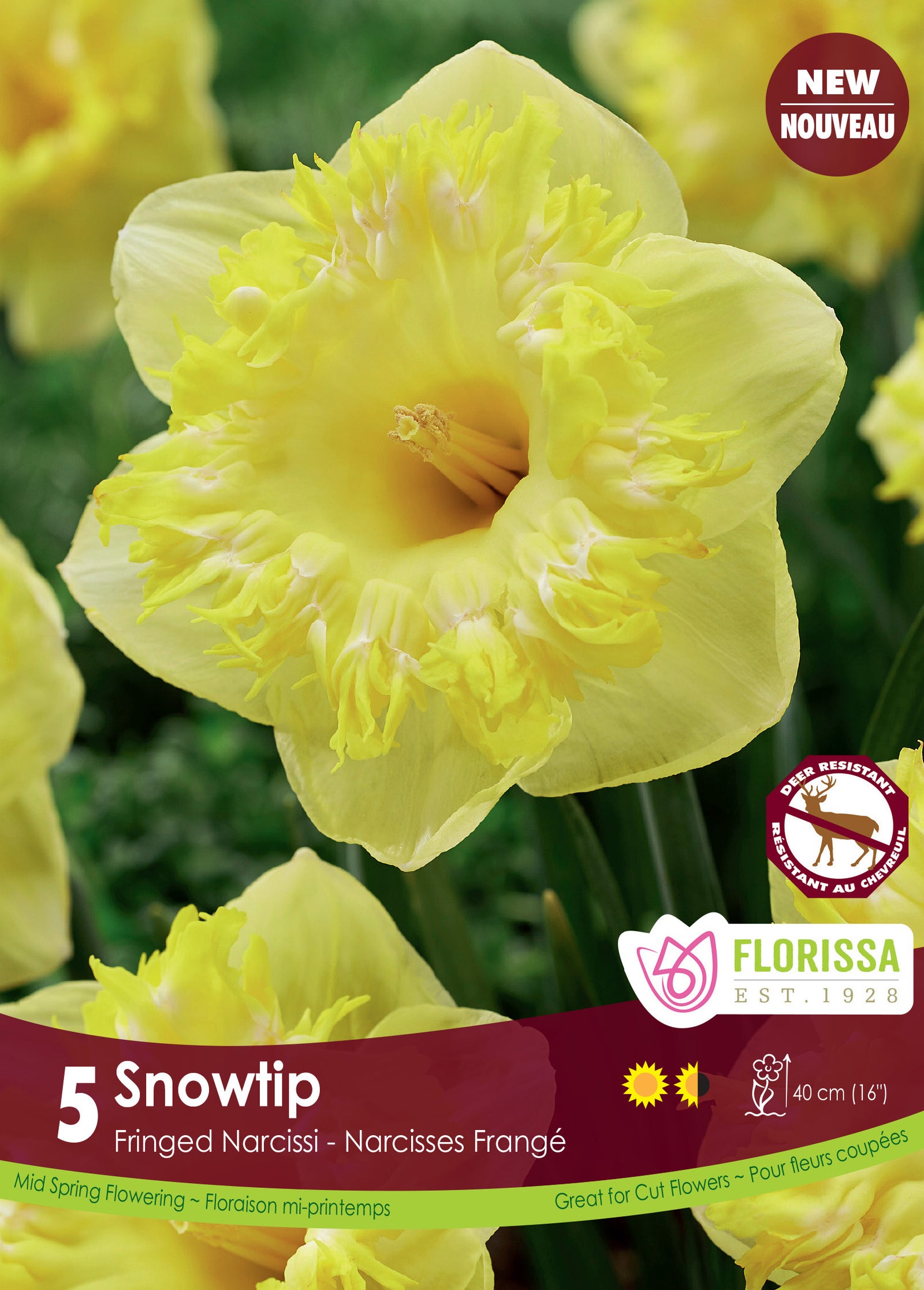 Narcissus Snowtip 5/PKG Bulbs