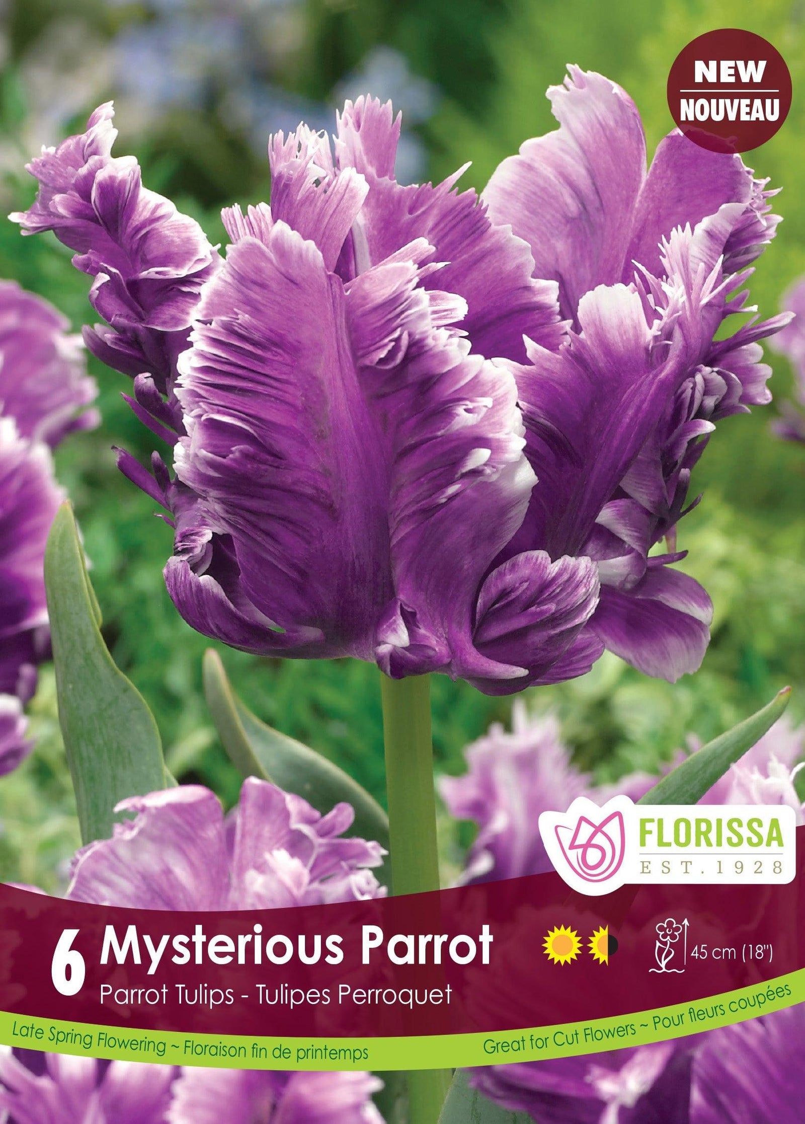 Tulip Mysterious Parrot 6/Pkg