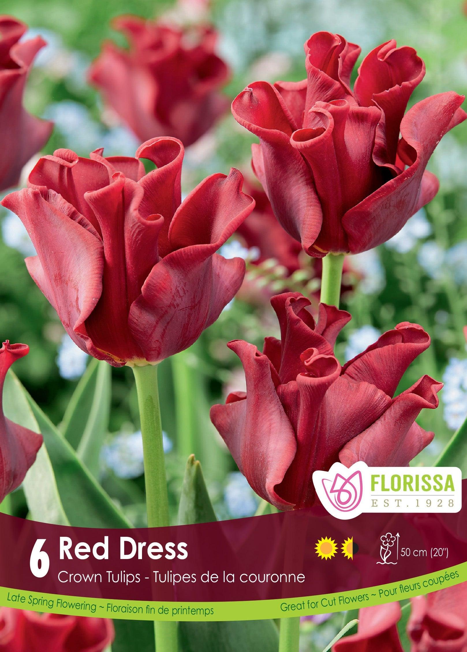 red dress tulip Tulip 'Red Dress' (12 bulbs per bag)