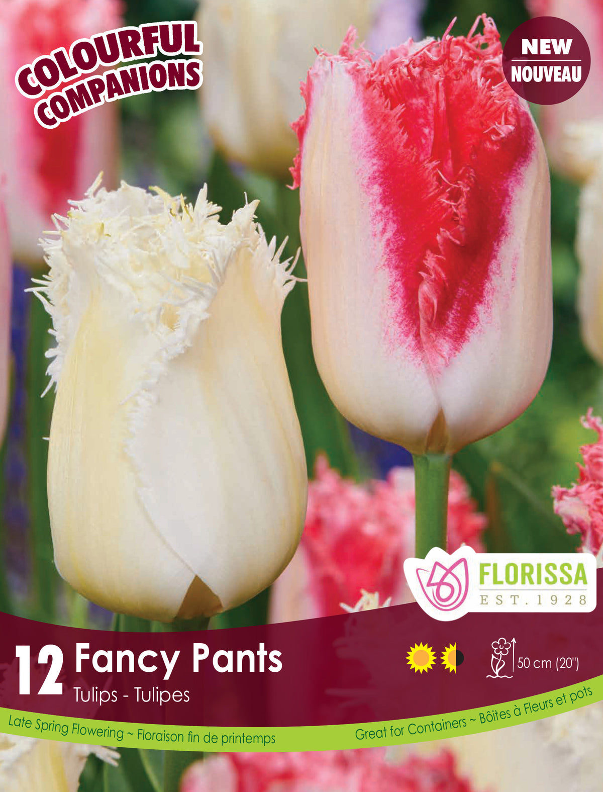 Comp. Fancy Pants 12/PKG Bulbs