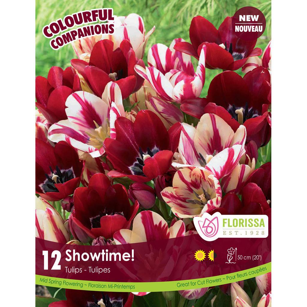 Comp. Showtime! 12/PKG Bulbs