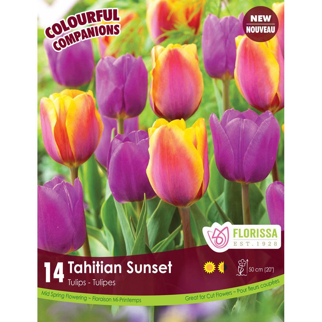 Comp. Tahitian Sunset 12/PKG Bulbs