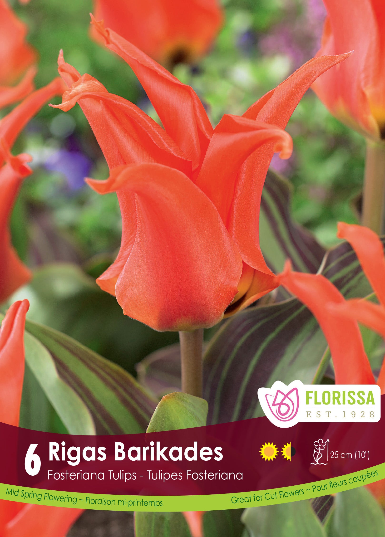 Tulip Rigas Barikades 6/PKG Bulbs