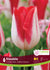Tulip Kissable 6/PKG Bulbs