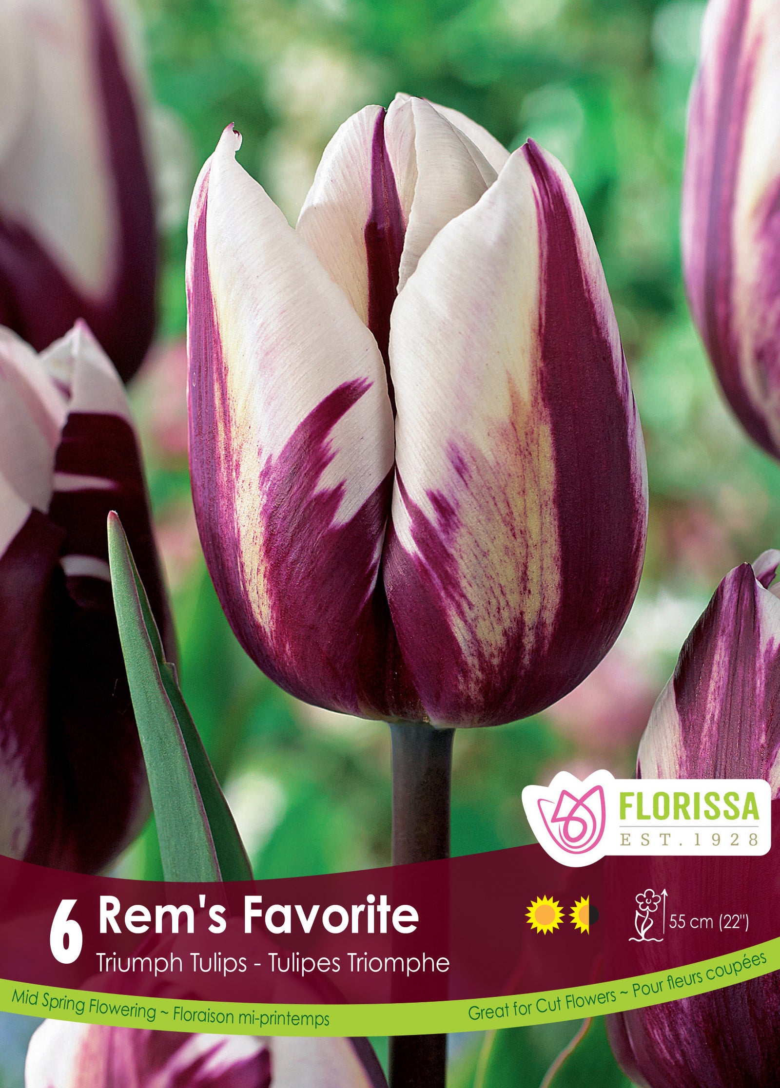 Tulip Rem's Favorite 6/PKG Bulbs