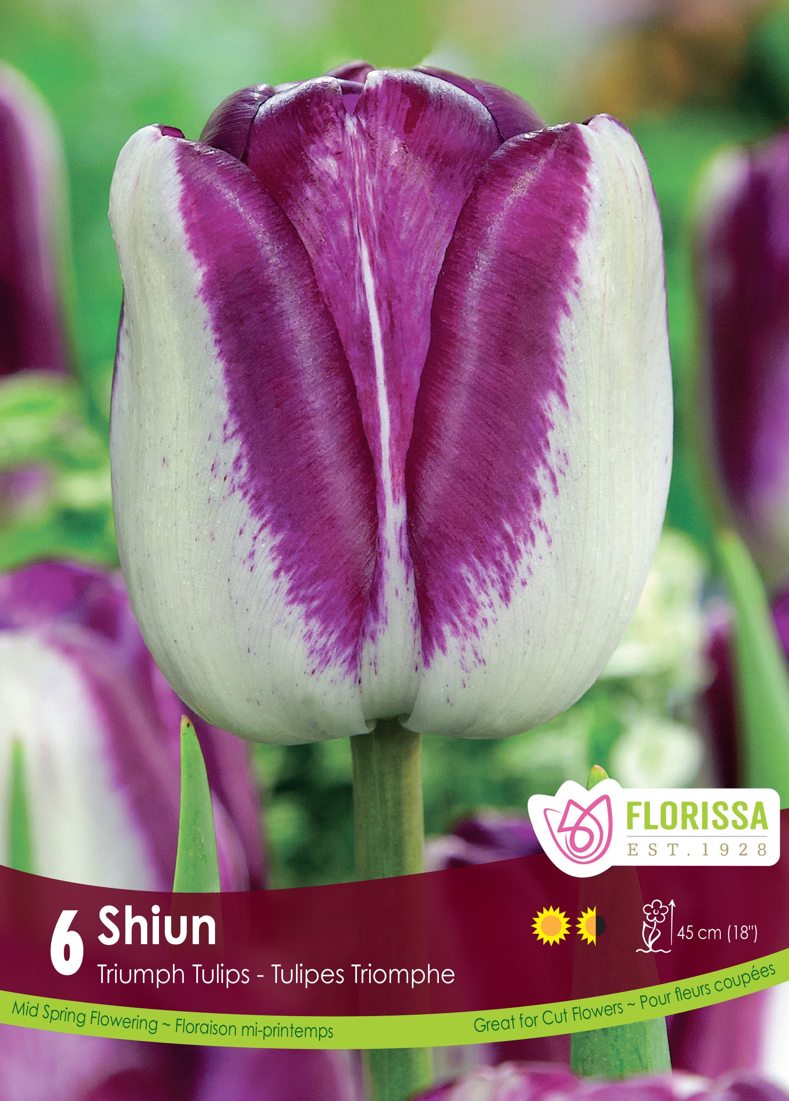 Tulip Shiun 6/PKG Bulbs