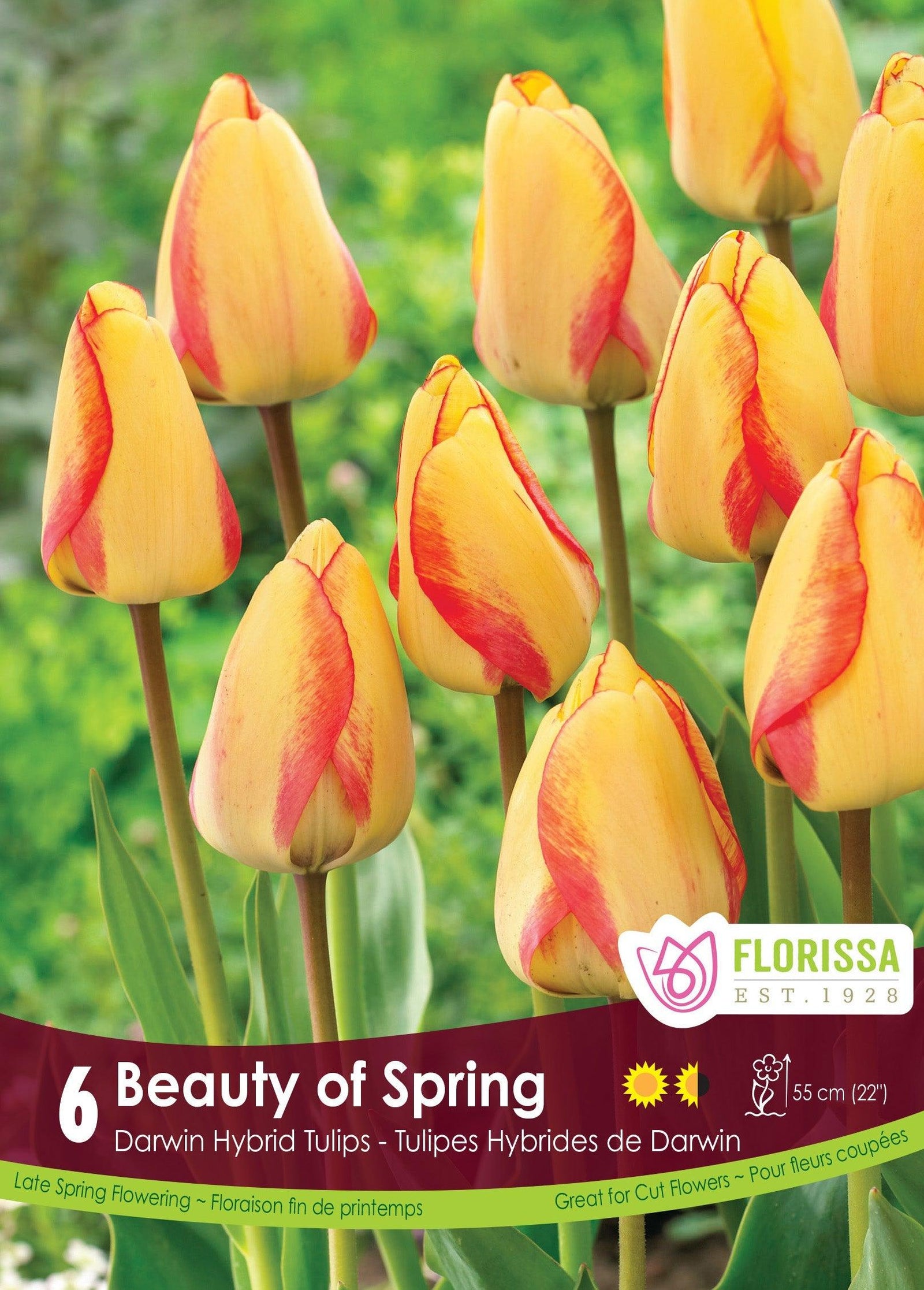 Tulip Beauty Of Spring 6/Pkg