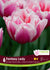 Tulip Fantasy Lady 6/PKG Bulbs