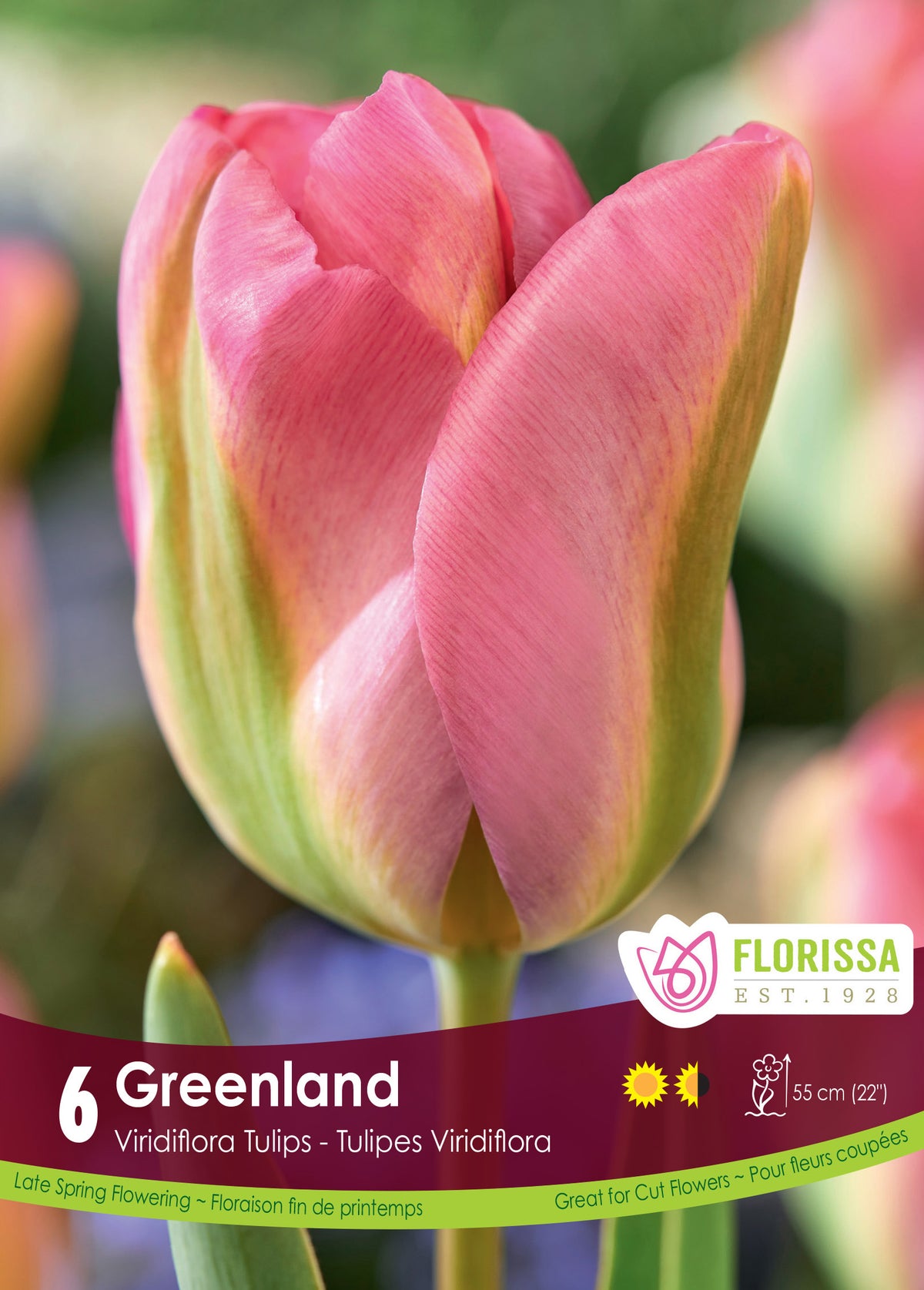 Tulip Greenland 6/PKG Bulbs