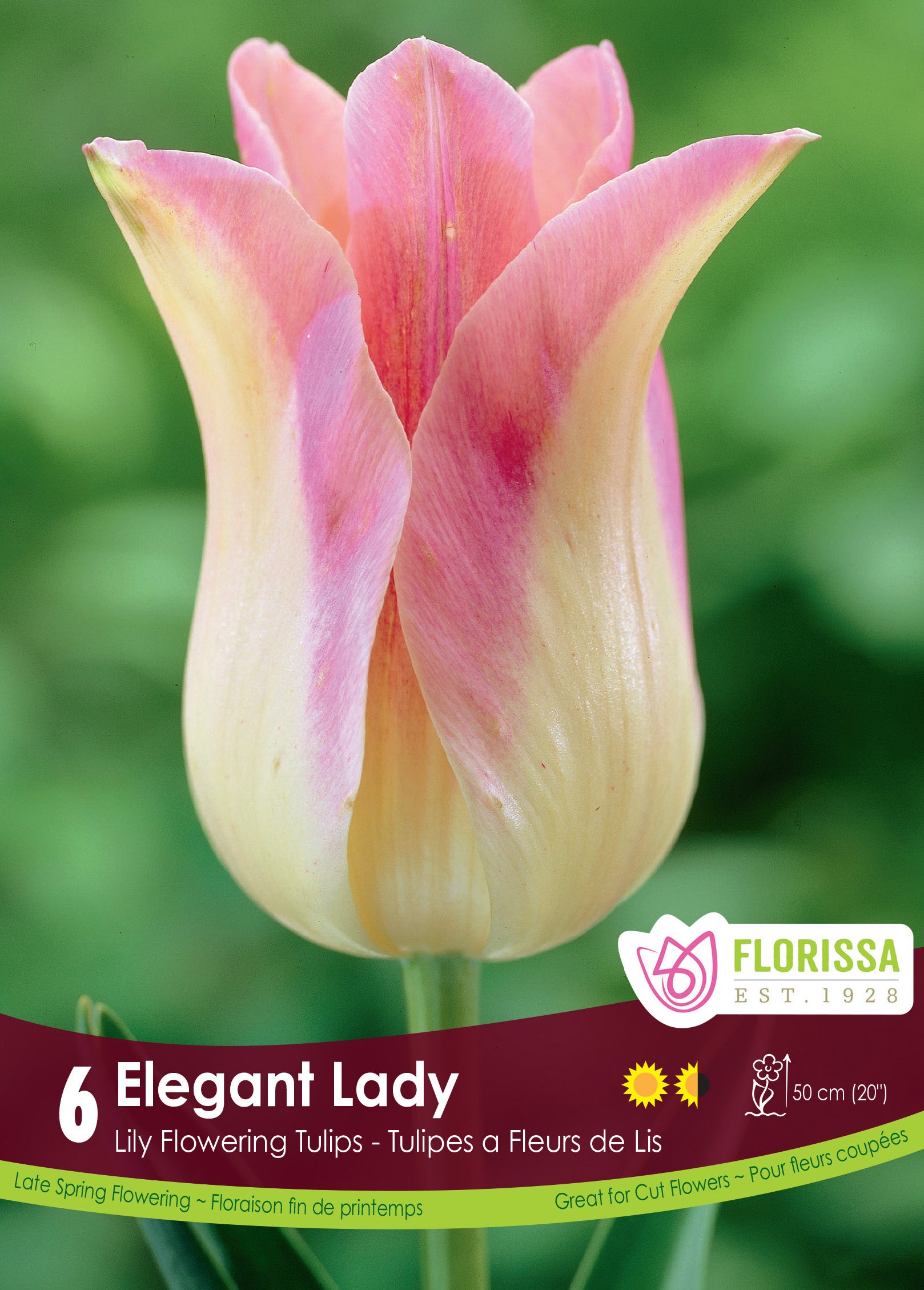 Tulip Elegant Lady 6/PKG Bulbs