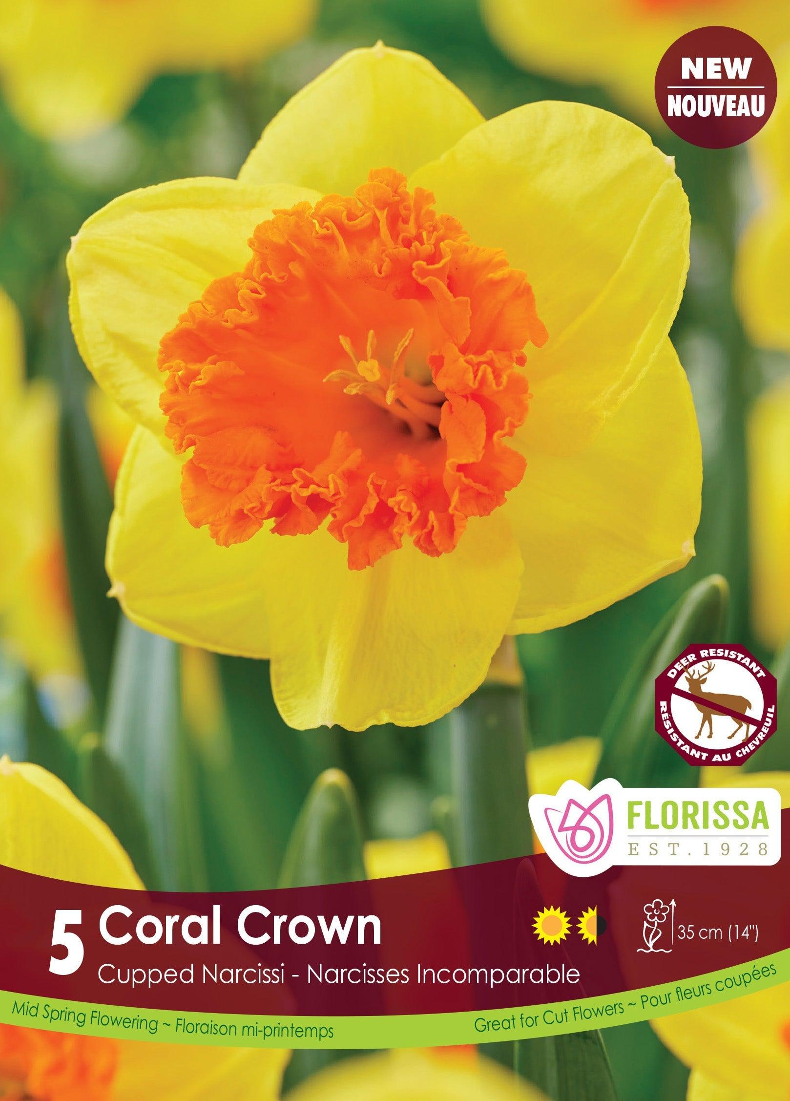 Narcissi Coral Crown 5/Pkg