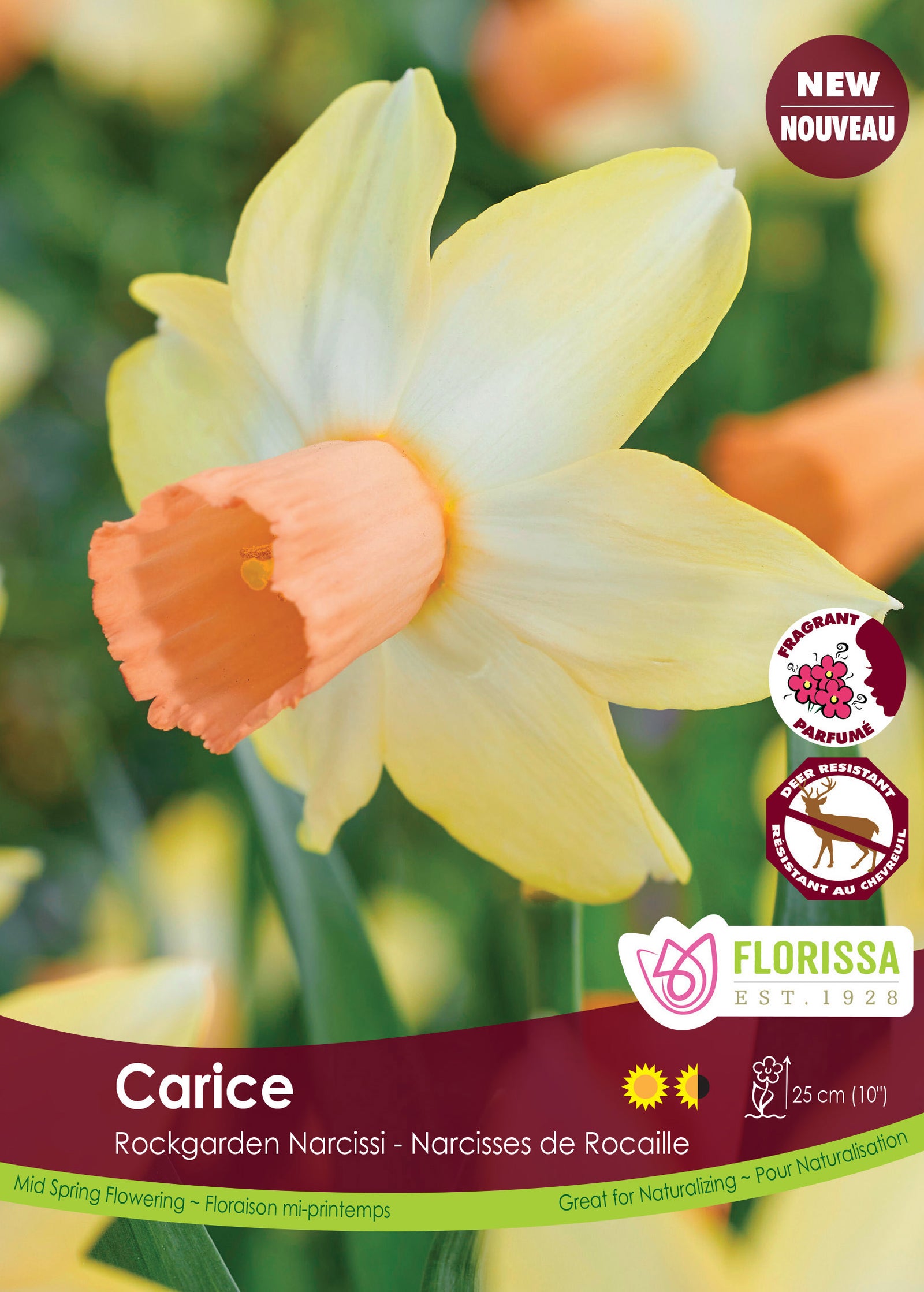 Narcissi-Carice 5/PKG Bulbs