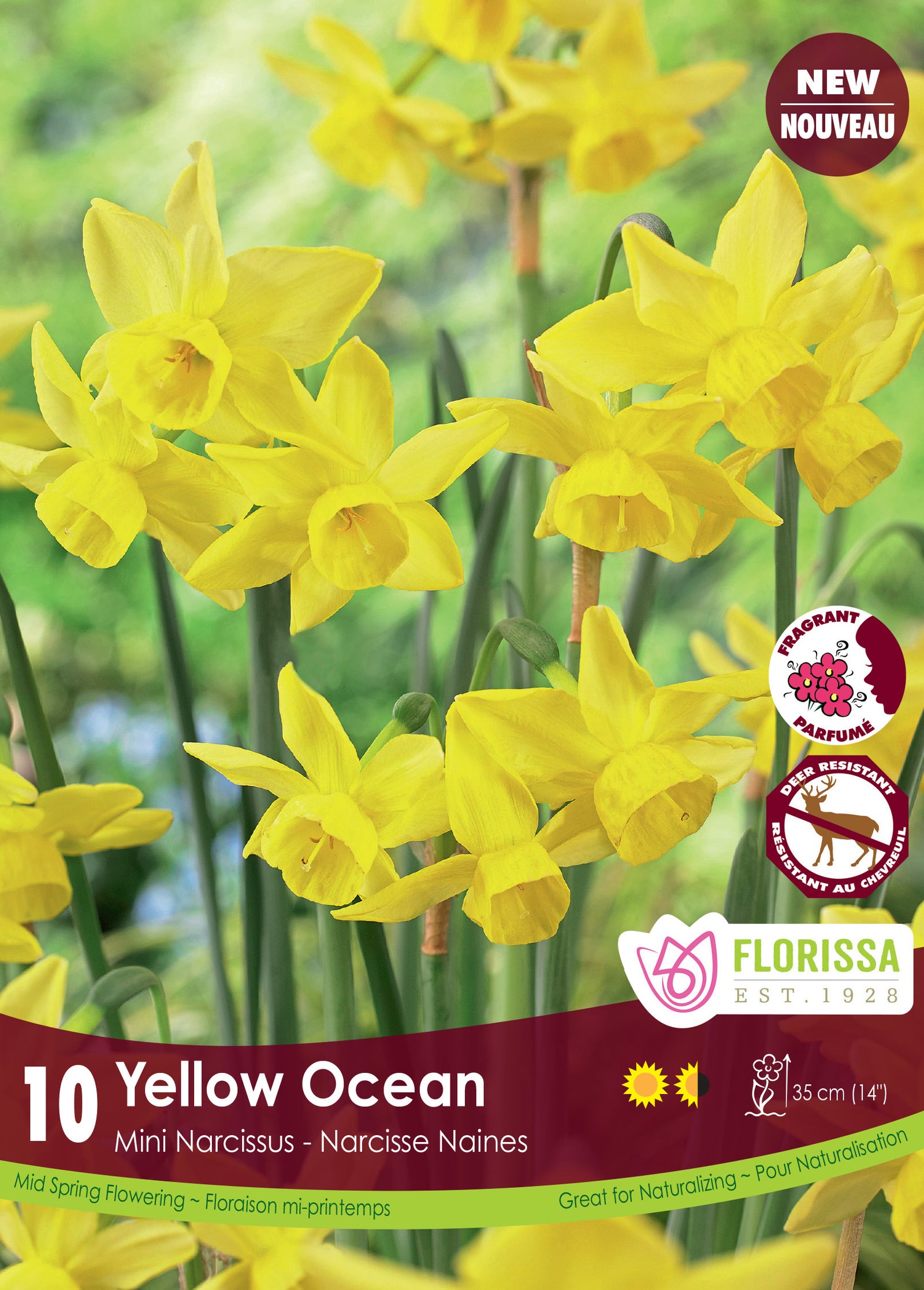 Narcissi-Yellow Ocean 10/PKG Bulbs