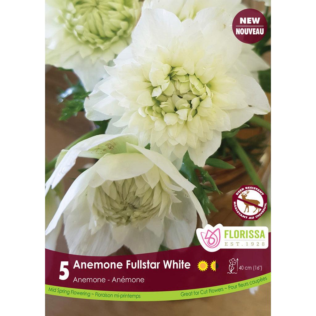 Anemone Fullstar White 5/PKG Bulbs