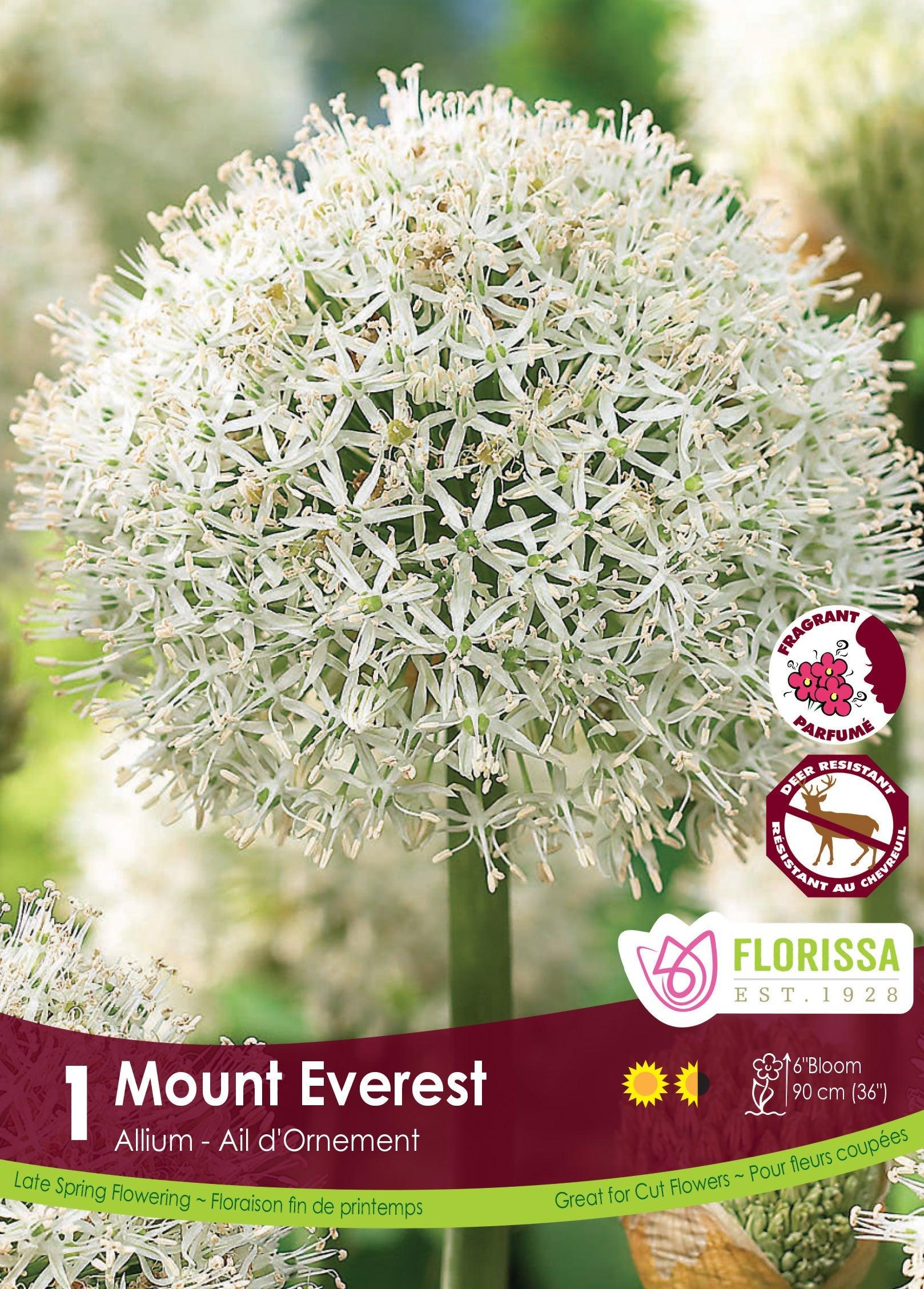 Allium Mount Everest 1/Pkg