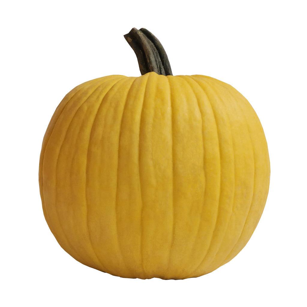 Pumpkin - Yellow