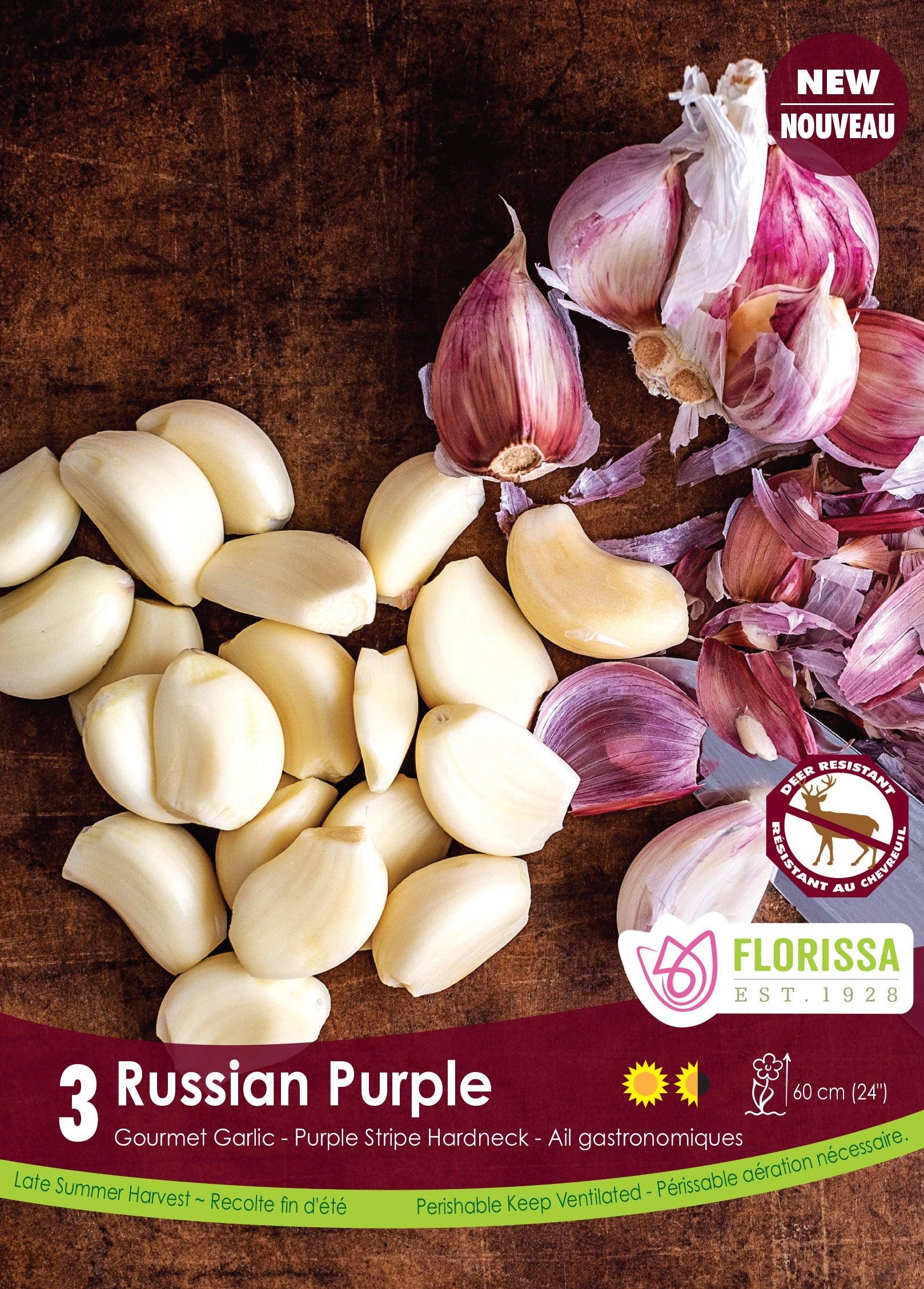 Garlic Russian Purple 3/Pkg