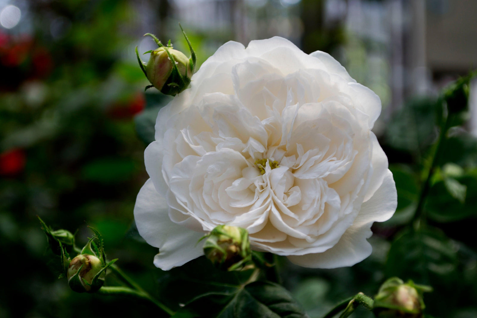 Fair Bianca David Austin® Rose