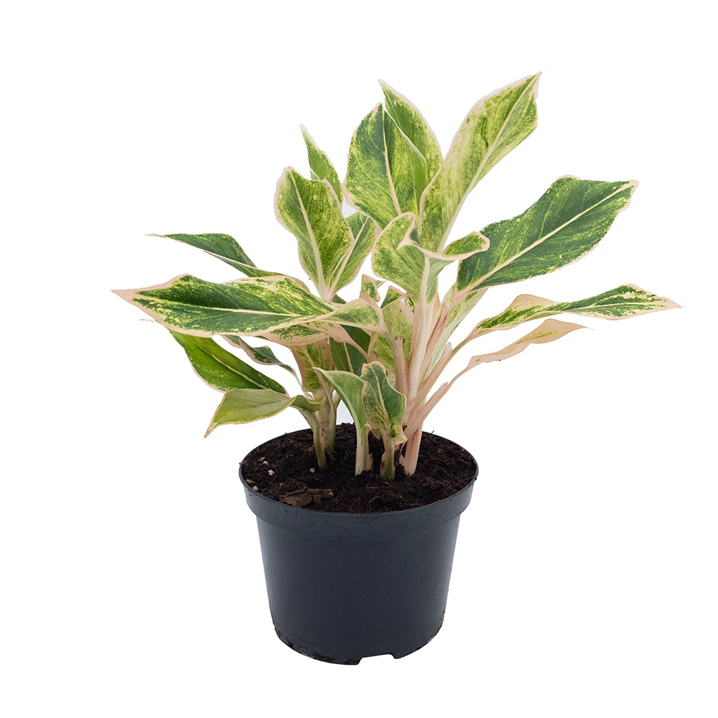 aglaonema shinta Aglaonema/Chinese Evergreen Pink Siam