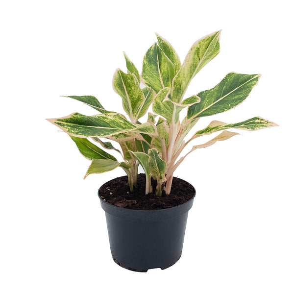 siam pink aglaonema Aglaonema/Chinese Evergreen Pink Siam