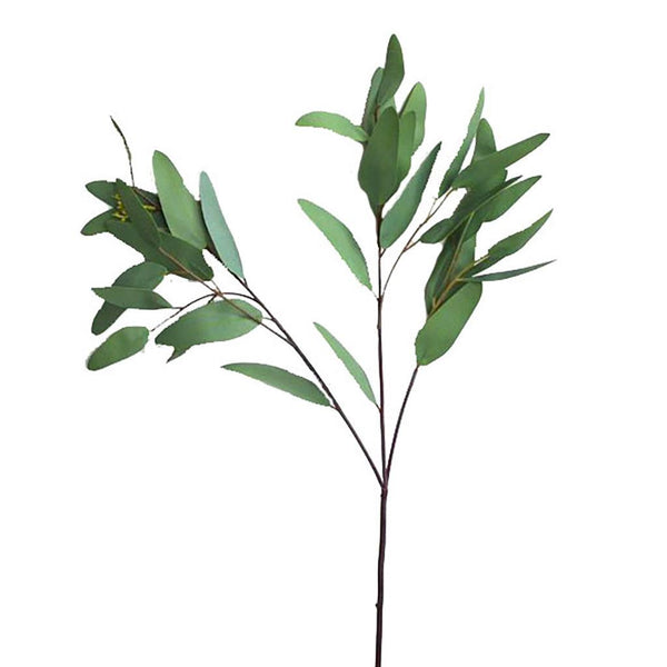 Spray Willow Eucalyptus Sheridan Nurseries Online