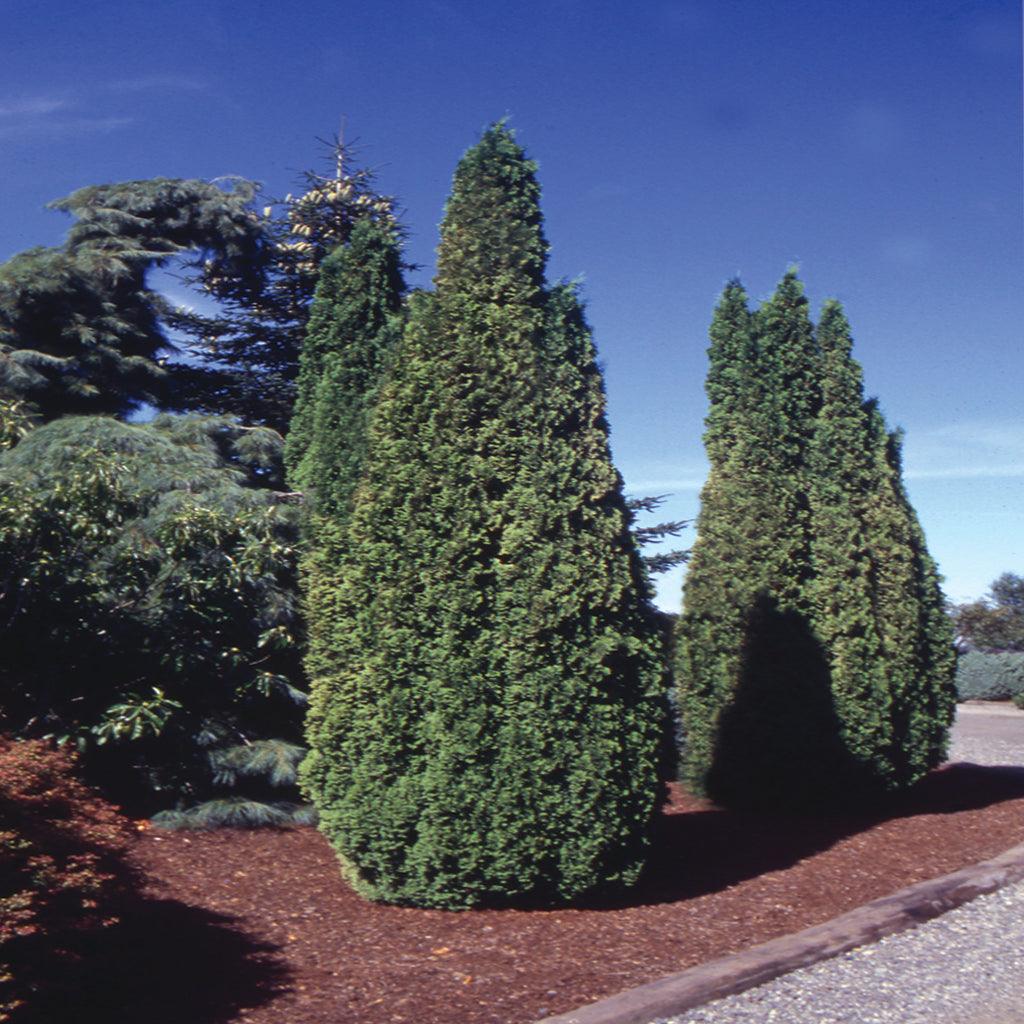Use it to create beautiful hedges that provide both privacy and a touch of elegance. Harness its strength as a wind screen, protecting your garden from harsh gusts while adding a natural element to your surroundings. Let it shine as a stunning specimen plant, commanding attention with its slender, upright form. Suitable for zones 3-9, spreading 500cm by 150cm. 