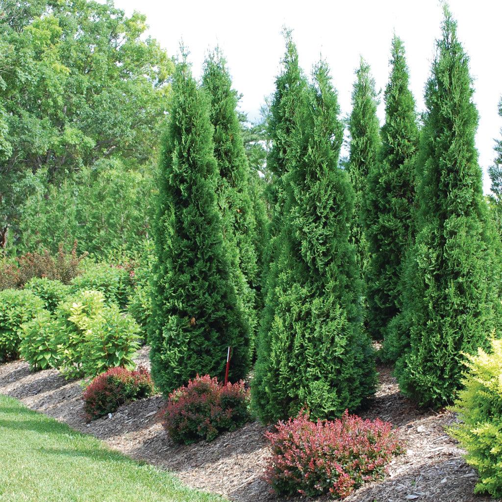 Cedar Trees - Sheridan Nurseries Online