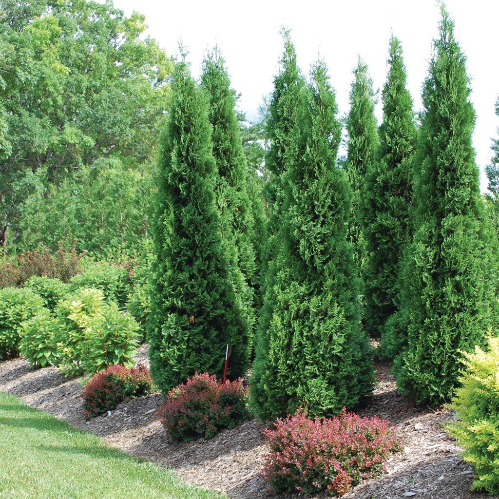 Carefully selected for its exceptional qualities, this tree showcases vibrant, year-round green foliage and a slender form that adds enchantment to any outdoor setting. With enhanced disease resistance, improved cold hardiness, and adaptability to different soil types, it thrives in various environments. Ideal for privacy screens, windbreaks, or as an accent plant, the North Pole Eastern Cedar delivers both beauty and functionality.