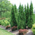 Carefully selected for its exceptional qualities, this tree showcases vibrant, year-round green foliage and a slender form that adds enchantment to any outdoor setting. With enhanced disease resistance, improved cold hardiness, and adaptability to different soil types, it thrives in various environments. Ideal for privacy screens, windbreaks, or as an accent plant, the North Pole Eastern Cedar delivers both beauty and functionality.