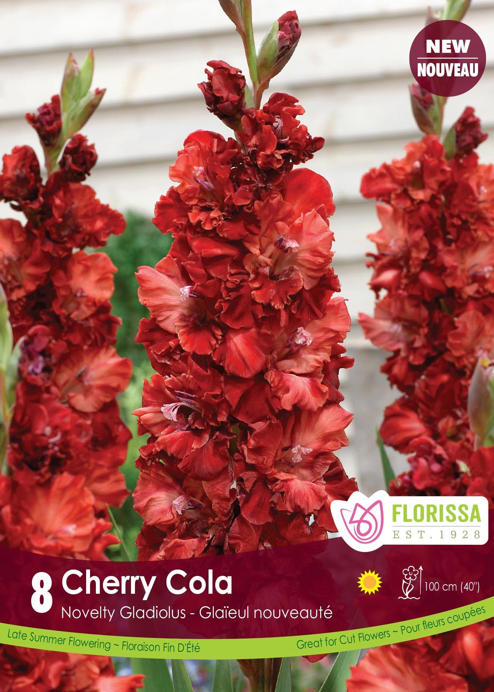 Dutch Gladiolus Novelty Cherry Cola 8/PKG