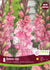 Dutch Gladiolus Novelty Dress Up 8/PKG