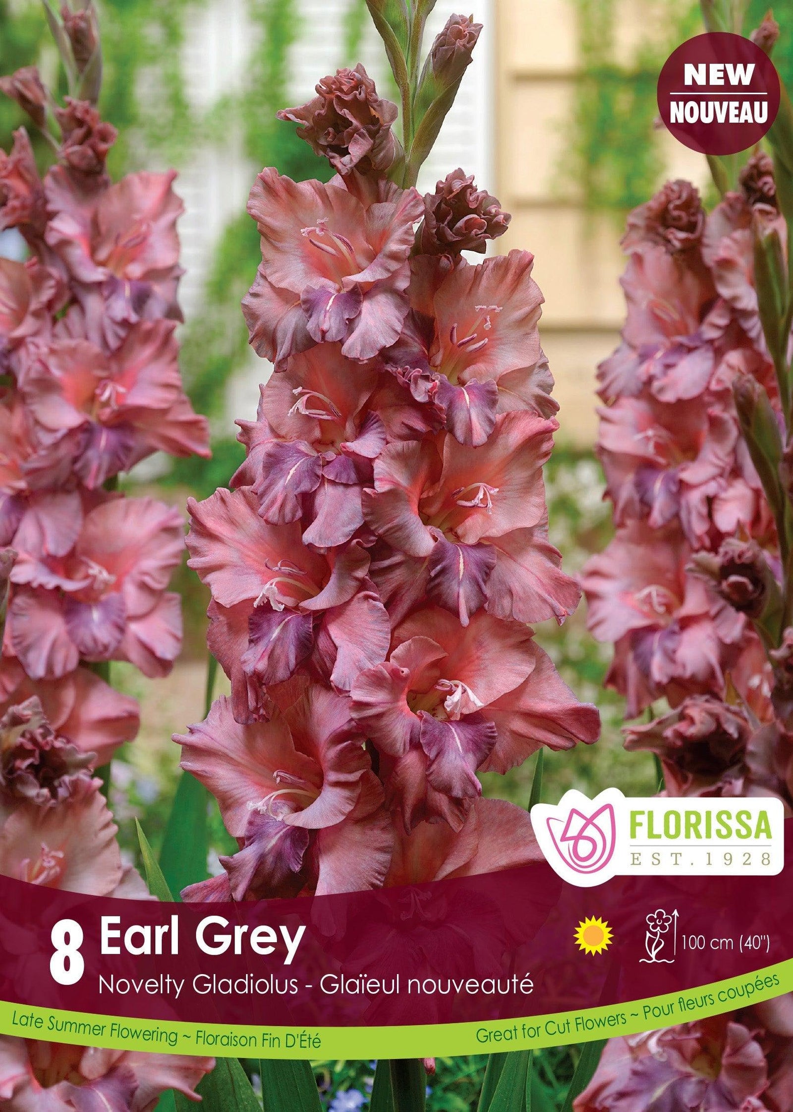 Dutch Gladiolus Novelty Earl Grey 8/PKG