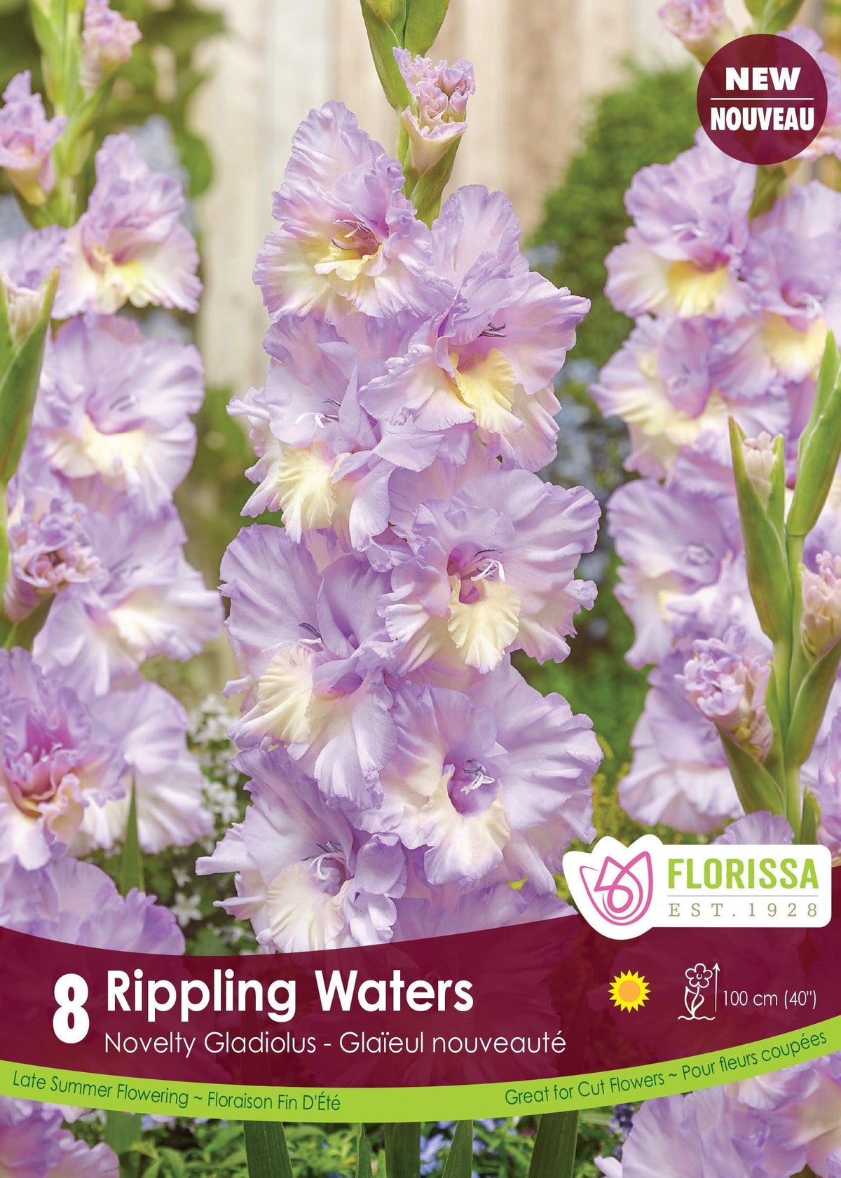 Dutch Gladiolus Rippling Waters 8/PKG