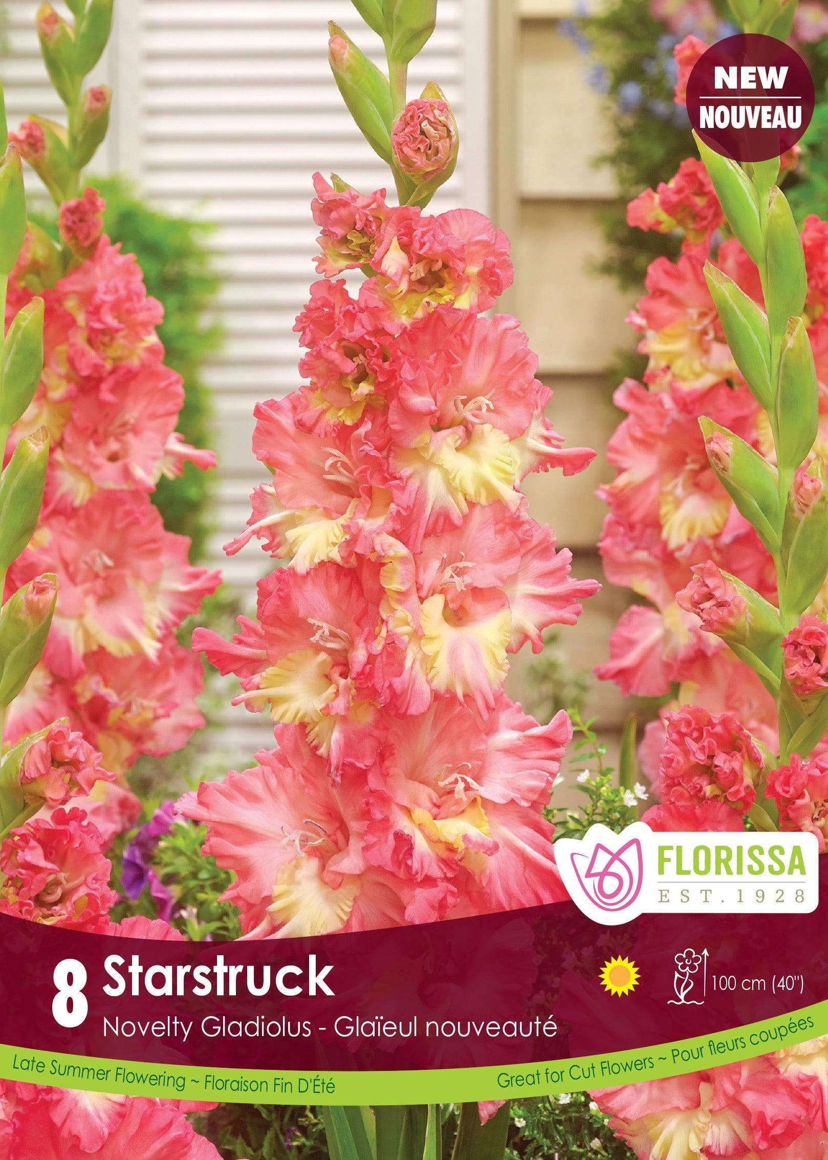 Dutch Gladiolus Starstruck 8/PKG