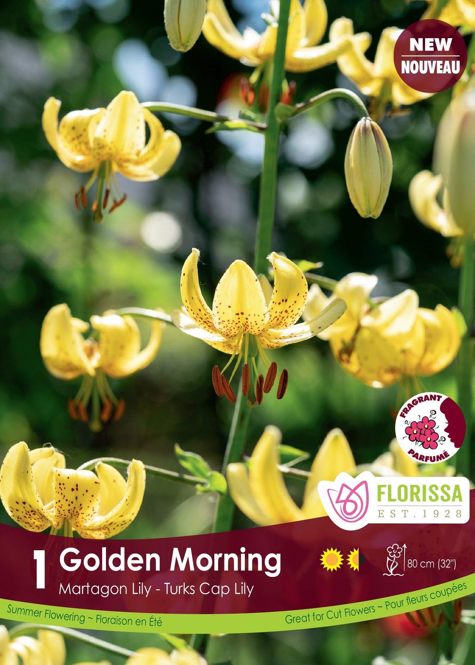 Martagon Lily Golden Morning 1/PKG
