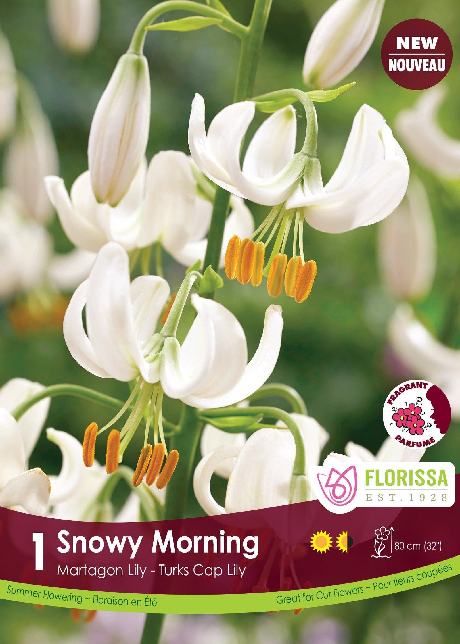 Martagon Lily Snowy Morning 1/PKG