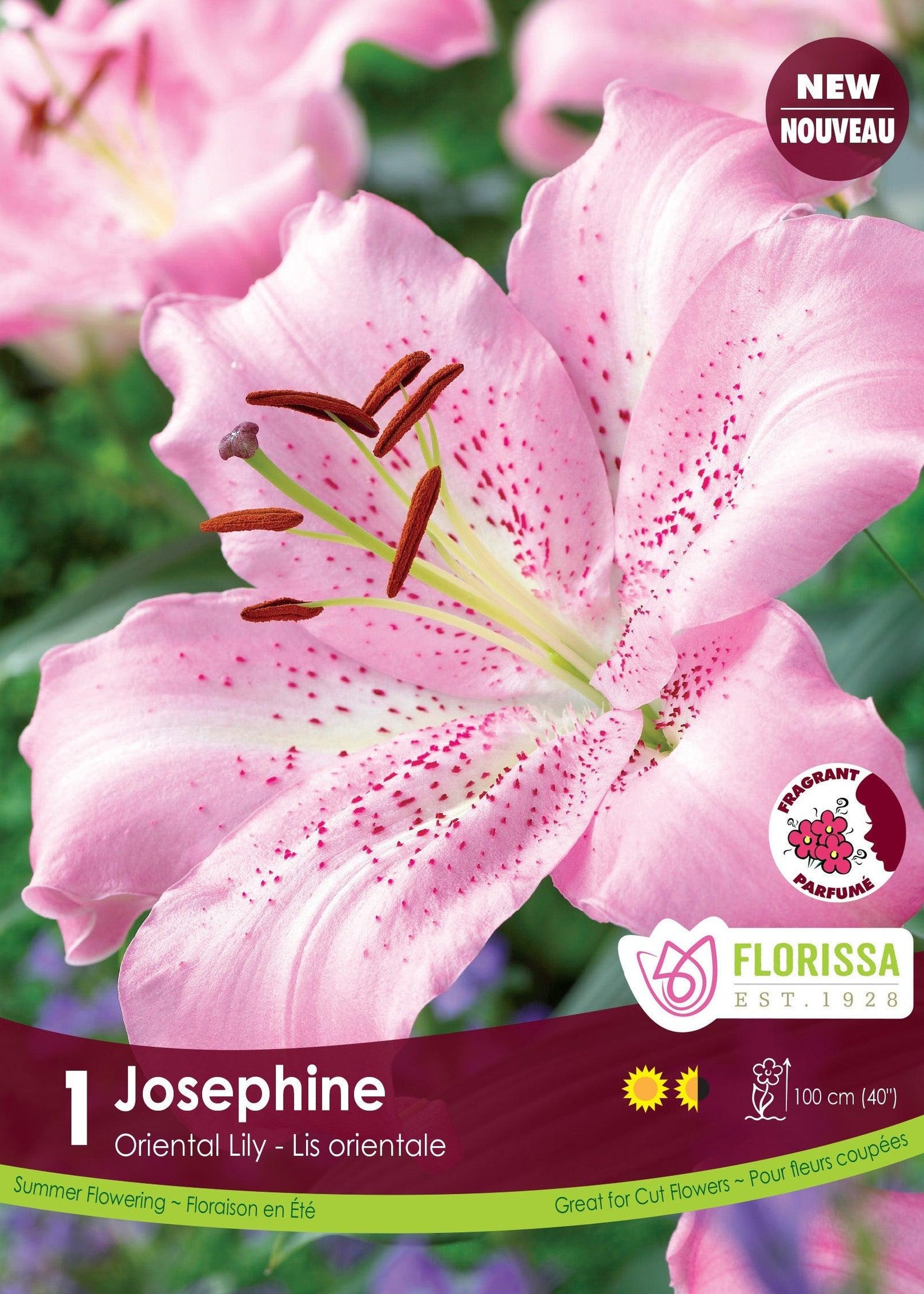 Oriental Lily Josephine 1/PKG