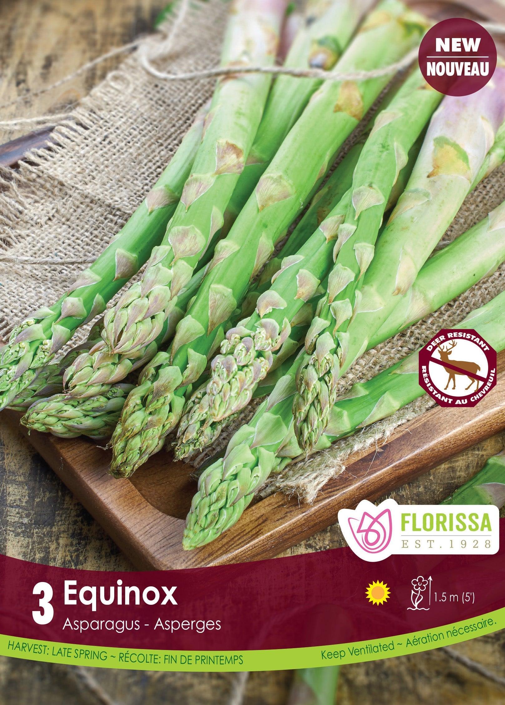 Asparagus Equinox 3/PKG