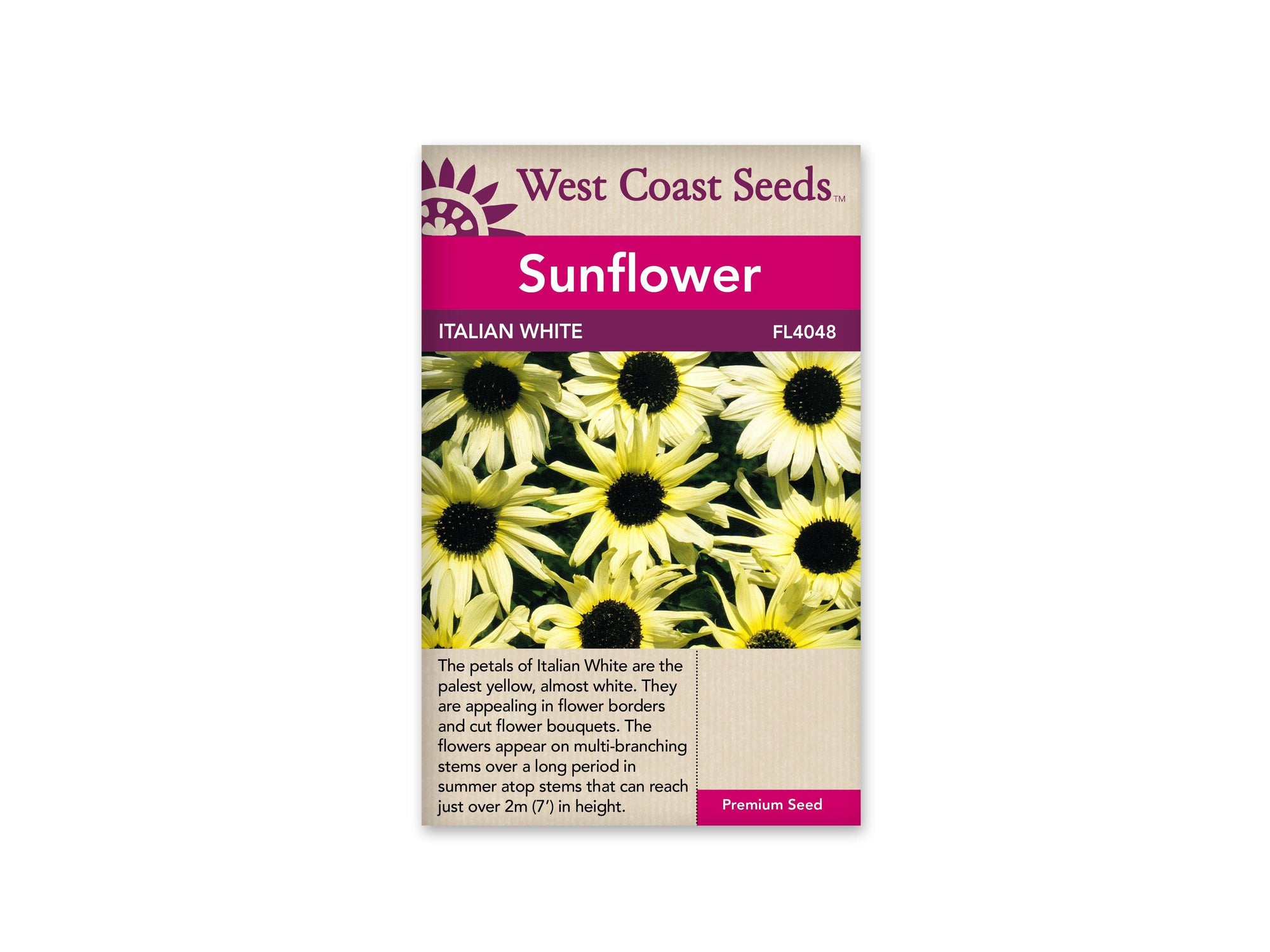 Introducing Sunflower Italian White - a majestic addition to any garden or landscape. Blossoms reach over 2m in height in 100 days, painted in pale yellow almost-white. Preferred full sun exposure lets it thrive in bright, sunny locations, an eye-catching and vibrant touch to your outdoor space.