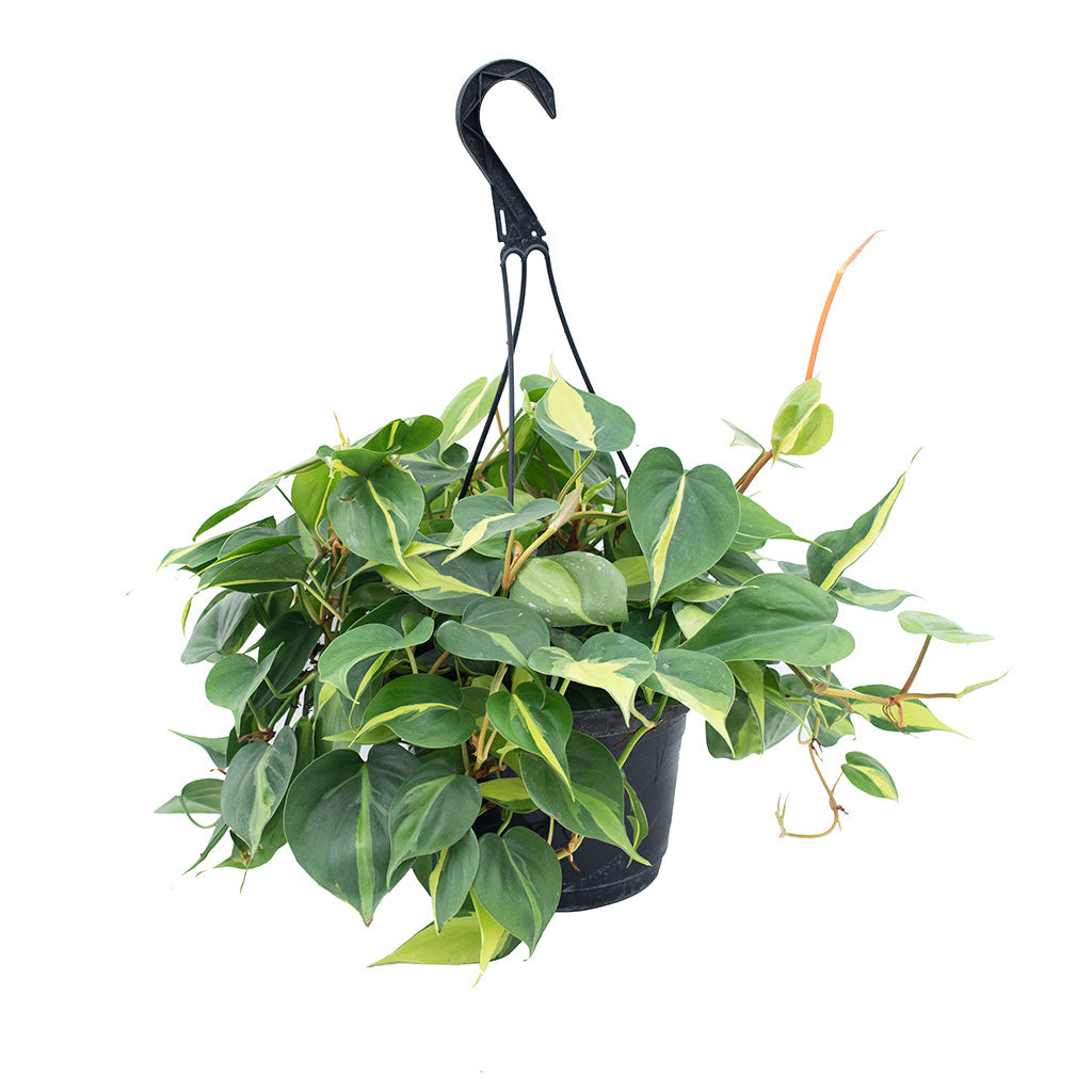 Philodendron Brazil Hanging Basket
