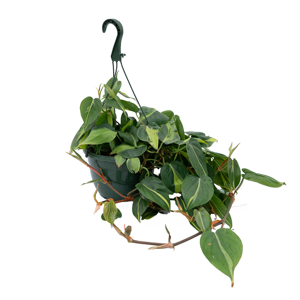 hanging philodendron brasil Philodendron Brazil Hanging Basket