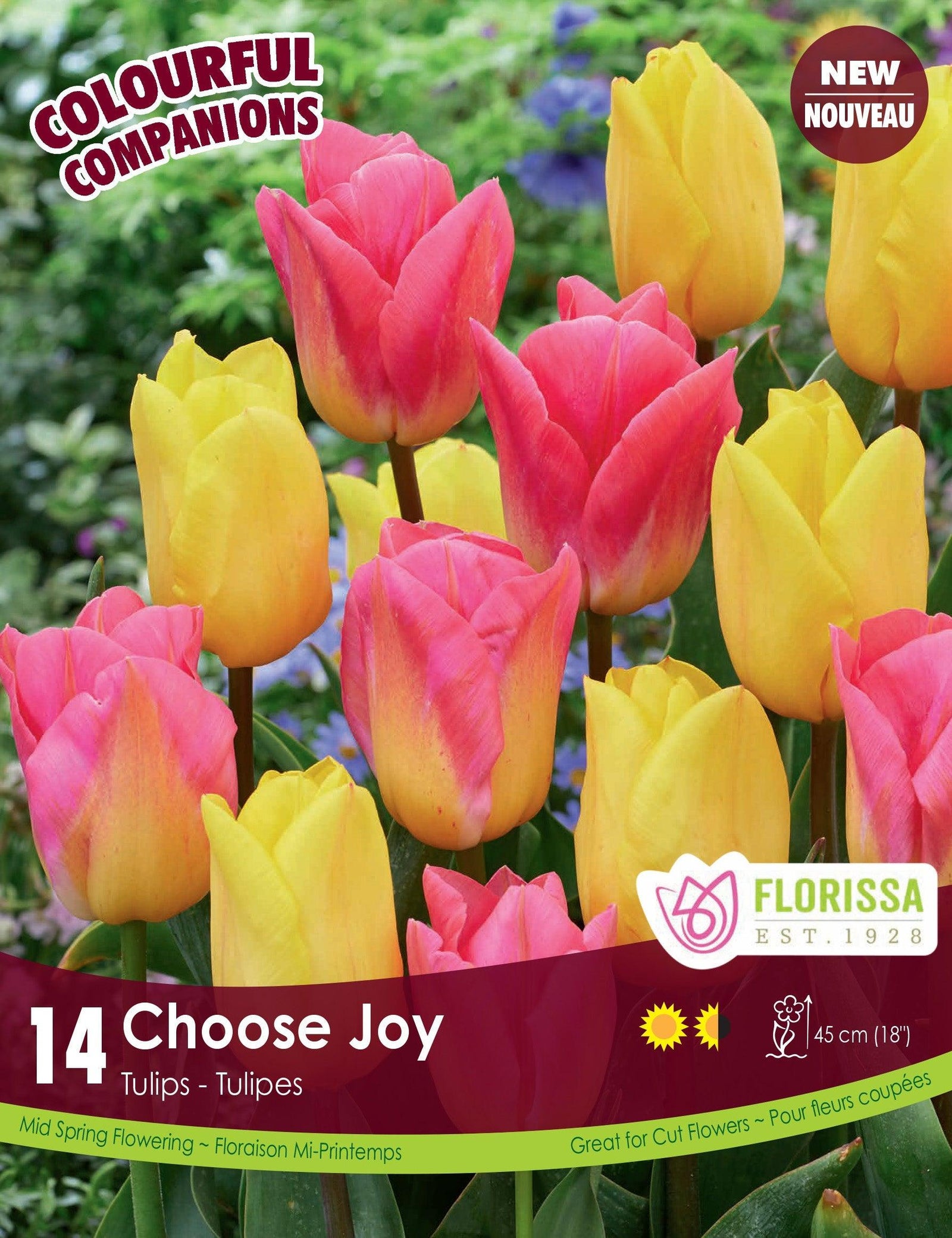 Choose Joy Tulip 14/Pkg