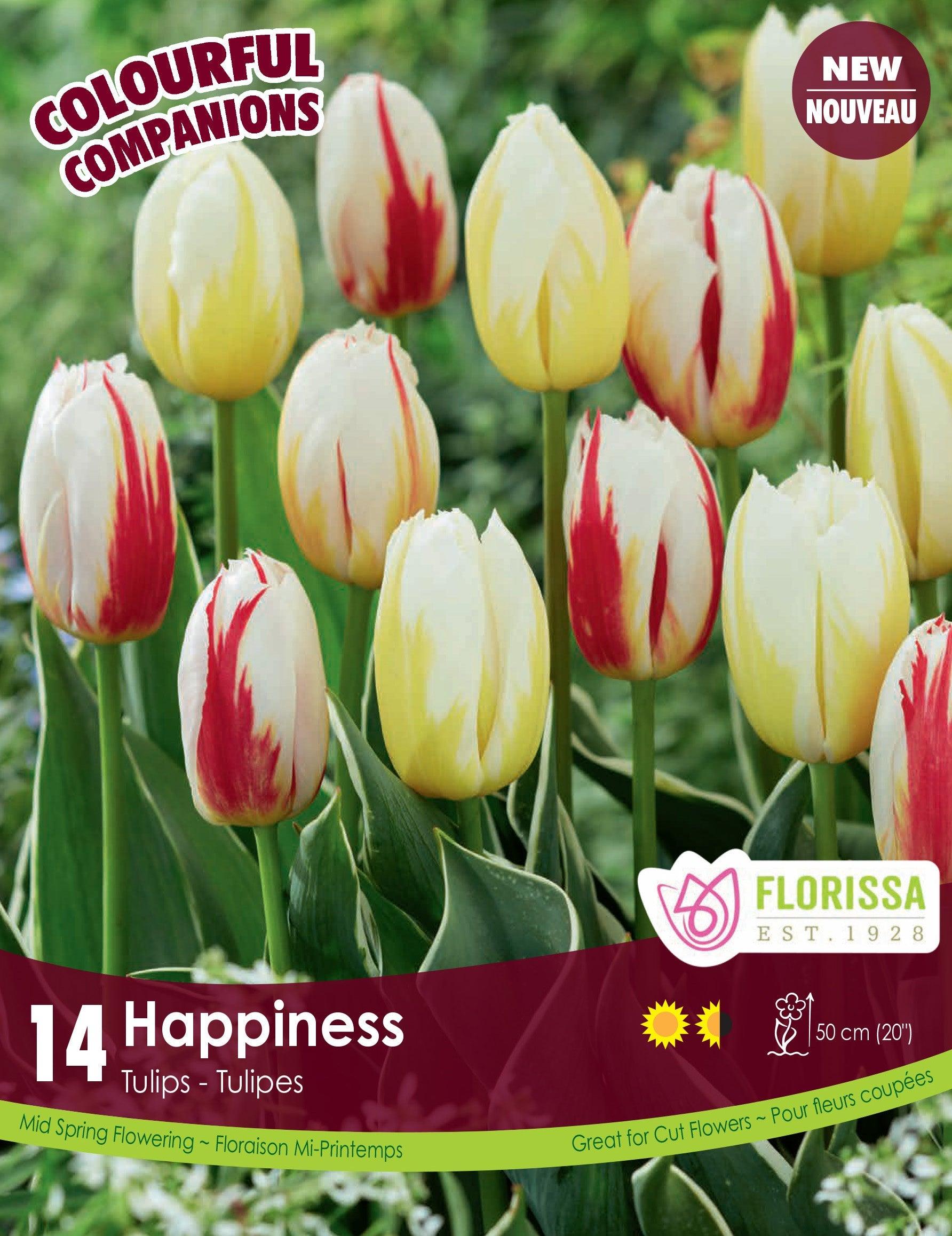 Happiness Tulip 14/Pkg