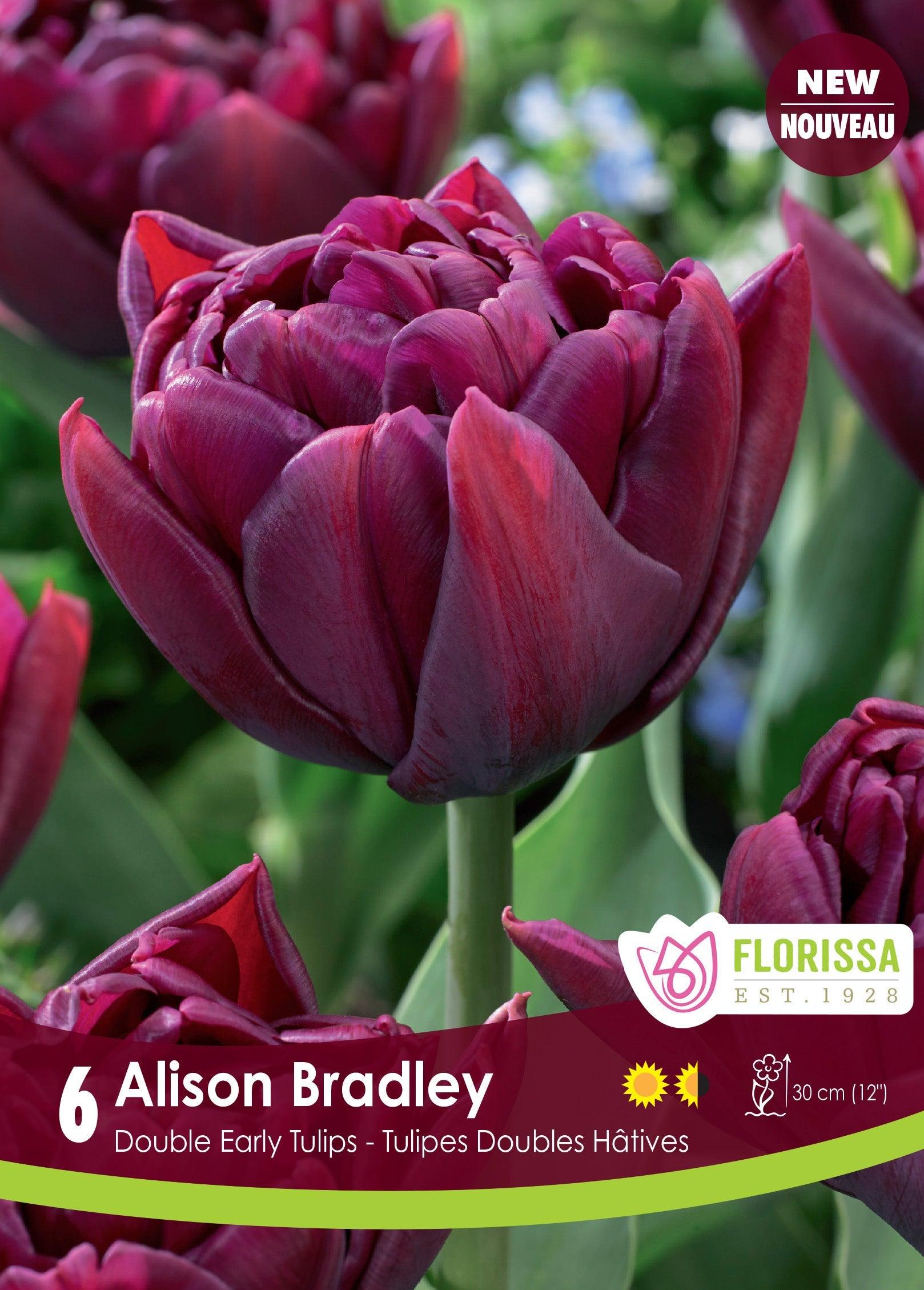 Tulip Alison Bradley 6/Pkg