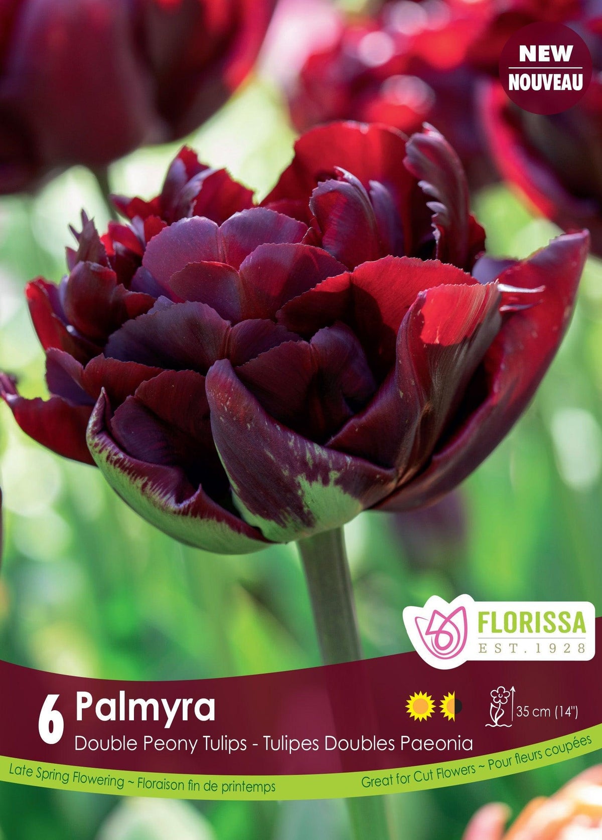 Tulip Palmyra 6/Pkg