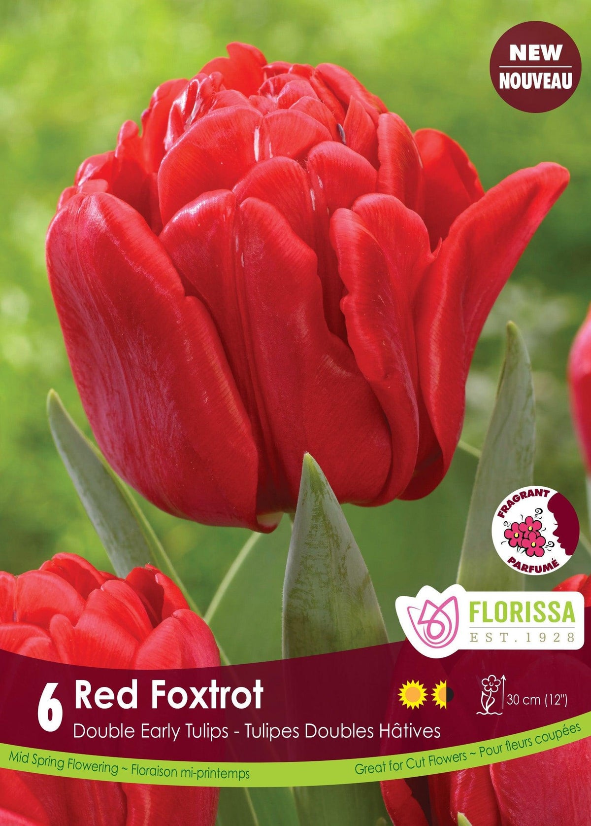 Tulip Red Foxtrot 6/Pkg