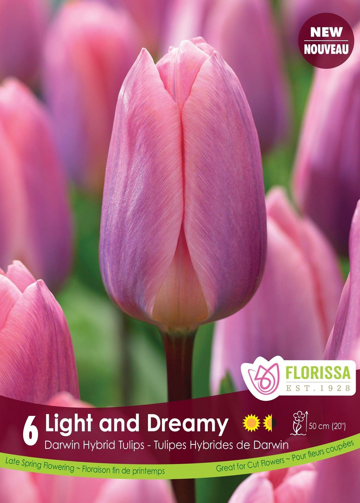 Darwin Hybrid Tulip Light And Dreamy 6/Pkg