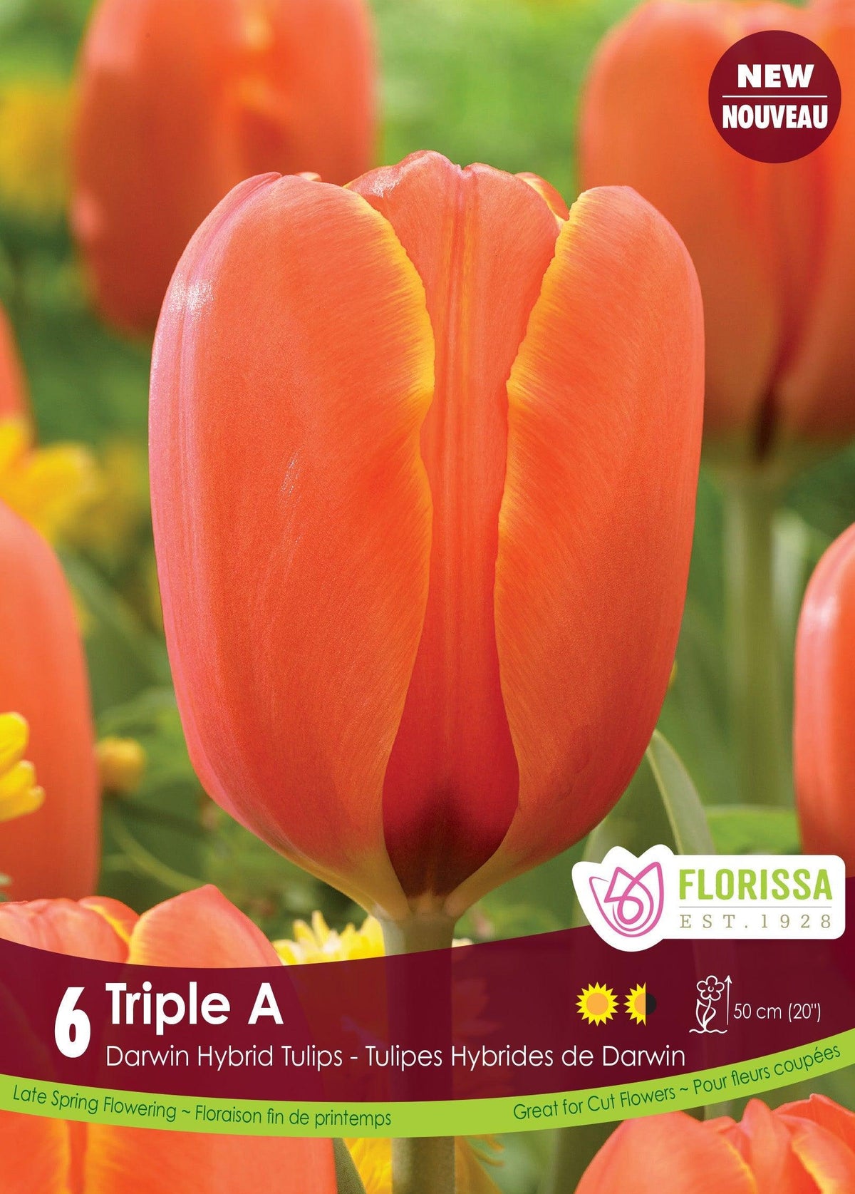 Tulip Triple A 6/Pkg