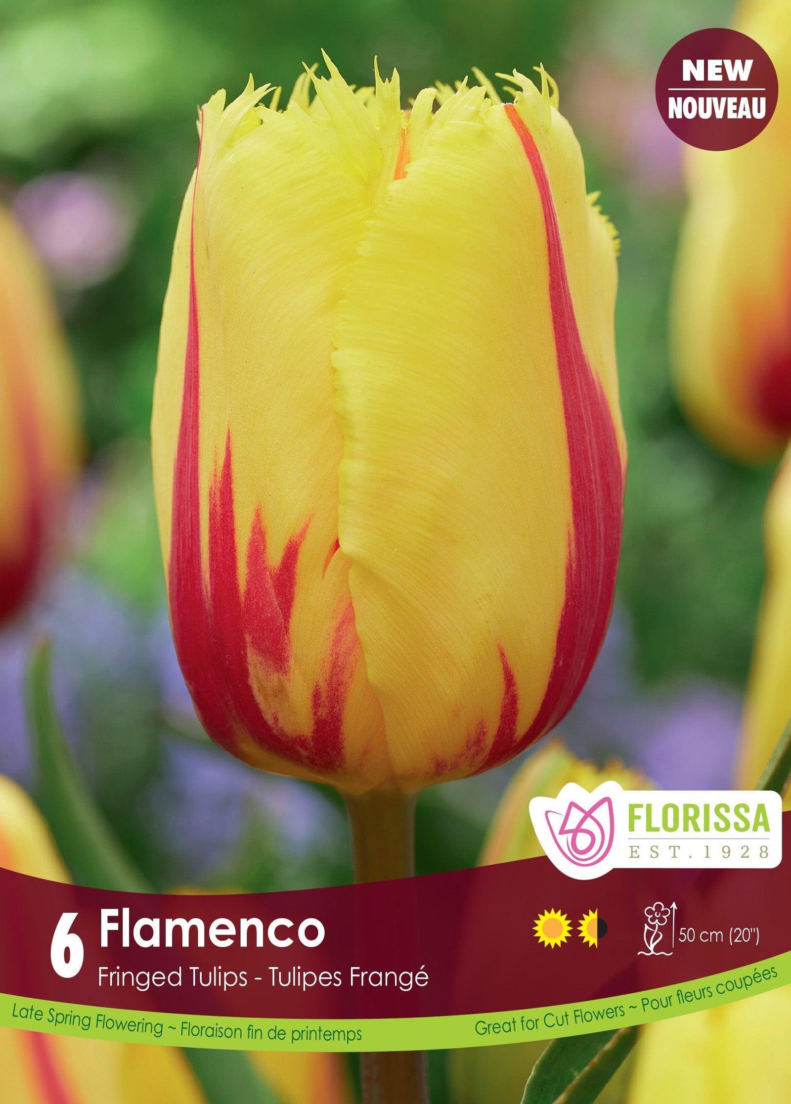 Tulip Flamenco 6/Pkg