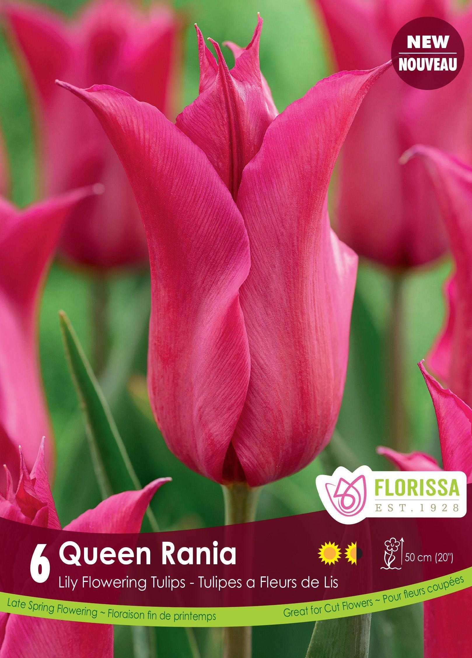 Tulip Queen Rania 6/Pkg